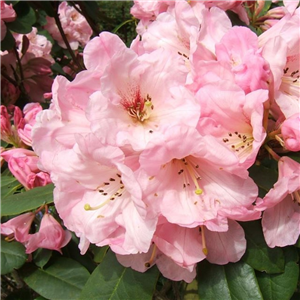 Rhododendron 'Onkel Dines'